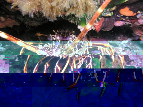 Die Languste ist in einer Höhle fotografiert (nix Tageslicht -auch kein Blitz)